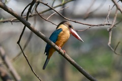 Pelargopsis capensis