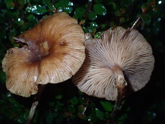 Armillaria paulensis