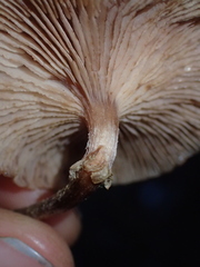 Armillaria paulensis