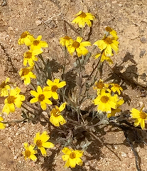 Eriophyllum ambiguum