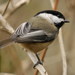 Black-capped Chickadee - Photo (c) brendan.lally, some rights reserved (CC BY)