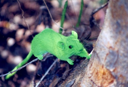 Vesper Rat