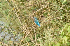 Alcedo atthis