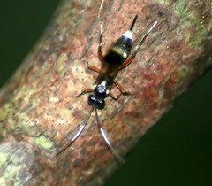 Goryphina