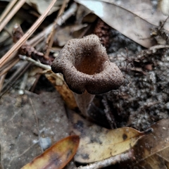 Craterellus fallax image