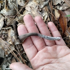 Craterellus fallax image