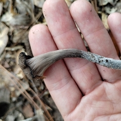 Craterellus fallax image