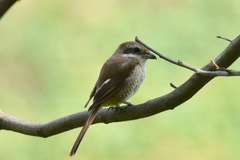 Lanius cristatus