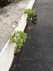 Euphorbia peplus
