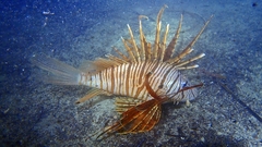 Pterois russelii