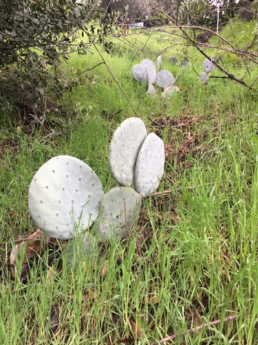 Opuntia robusta