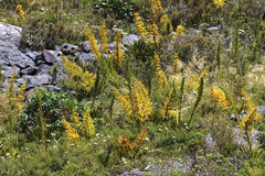 Aciphylla horrida