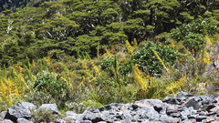 Aciphylla horrida