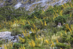 Aciphylla horrida