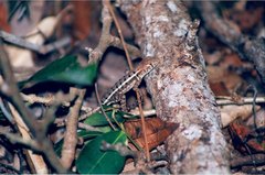 Sceloporus utiformis