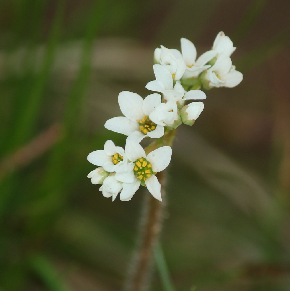 Palmer's Saxifrage