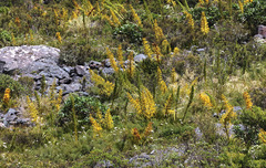 Aciphylla horrida