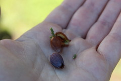 Walshomyia juniperina