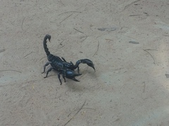 Heterometrus laoticus
