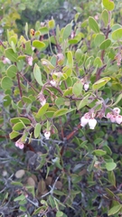 Arctostaphylos rudis