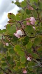 Arctostaphylos rudis