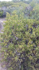 Arctostaphylos rudis