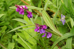 Lathyrus komarovii