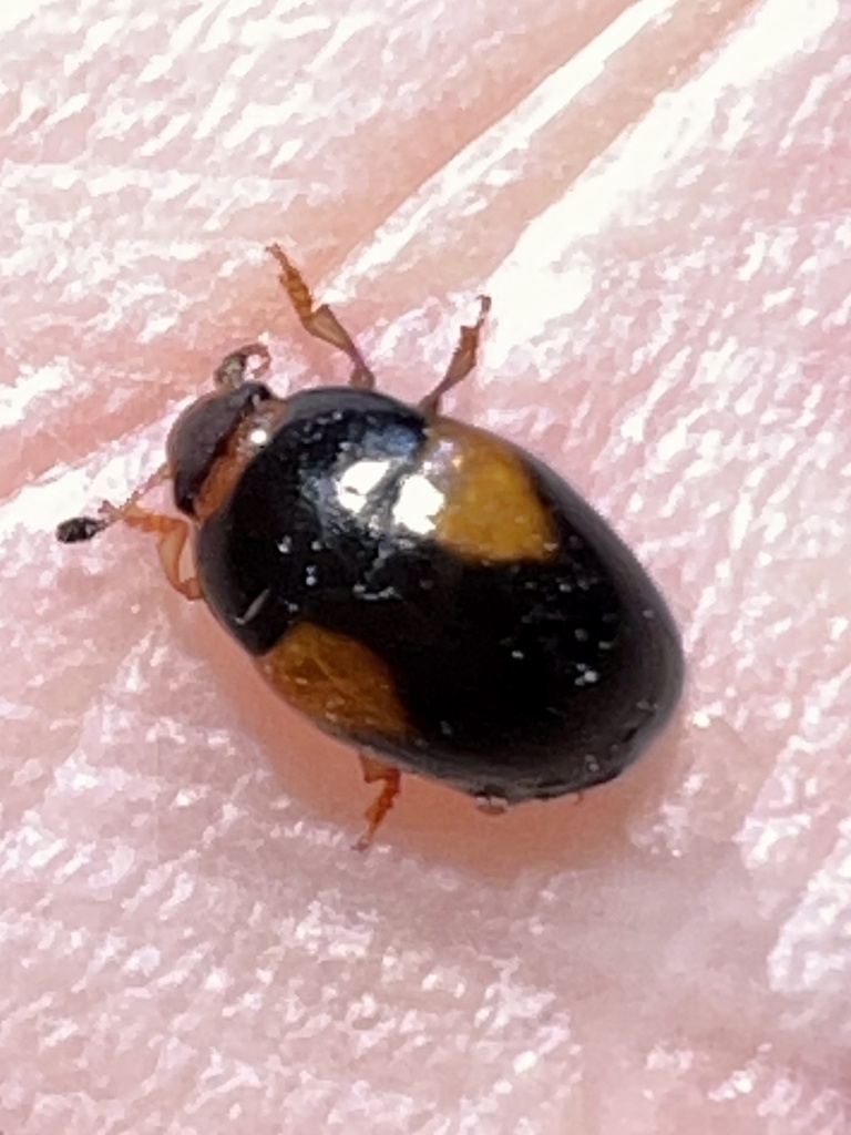 Tritoma