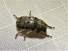 Toxonotus cornutus