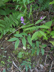 Lathyrus komarovii