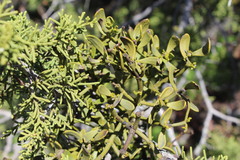 Phoradendron bolleanum densum