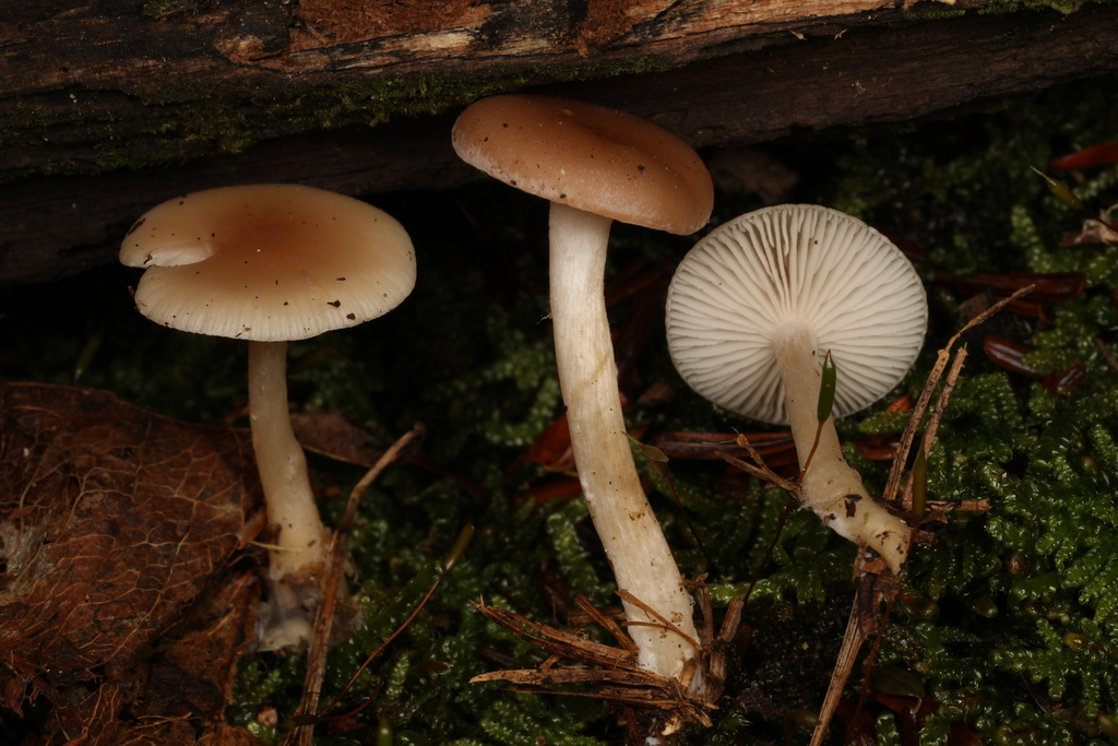 Clitocybe sp. 'PNW01'