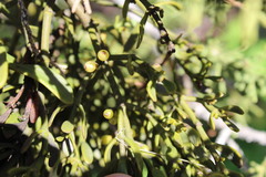 Phoradendron bolleanum densum