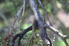 Phoradendron bolleanum densum