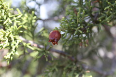 Walshomyia juniperina