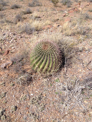 Ferocactus wislizeni