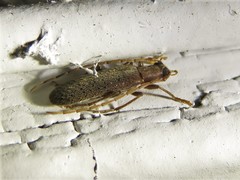 Sparedrus aspersus