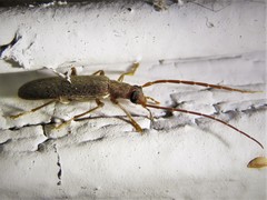 Sparedrus aspersus