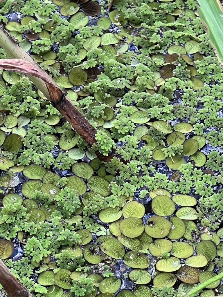 water spangles in September 2023 by flaa_g_28. the bigger leaves are ...