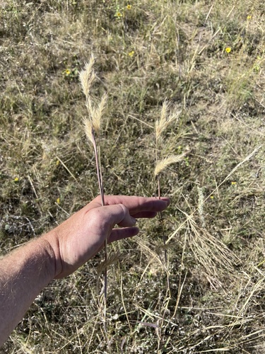 Sand Bluestem