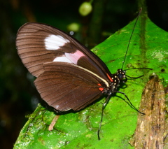 Heliconiini