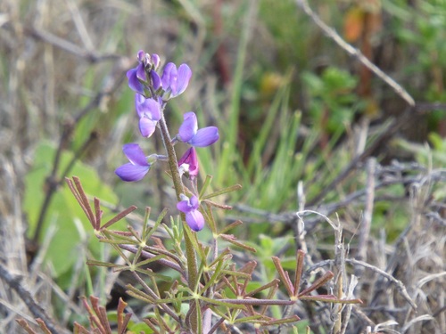 Collared Annual Lupine
