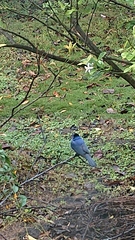 Hypothymis azurea oberholseri