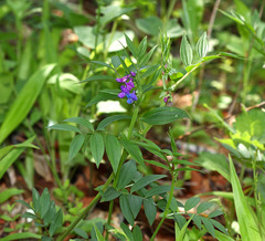 Lathyrus komarovii
