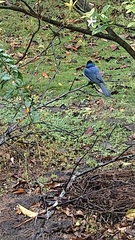 Hypothymis azurea oberholseri