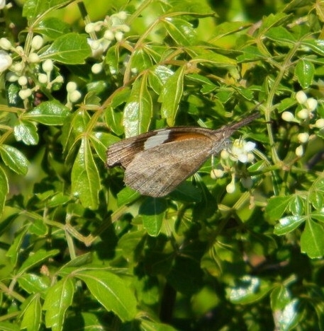 Cuban Snout