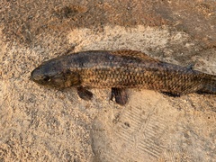 Tiger Characin photo 3