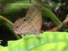 Amiga arnaca