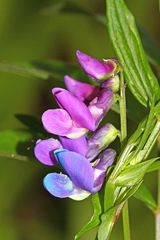 Lathyrus komarovii