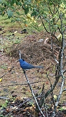 Hypothymis azurea oberholseri